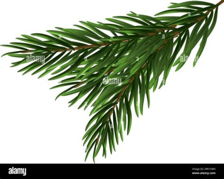 Can dogs chew on Christmas tree branches?