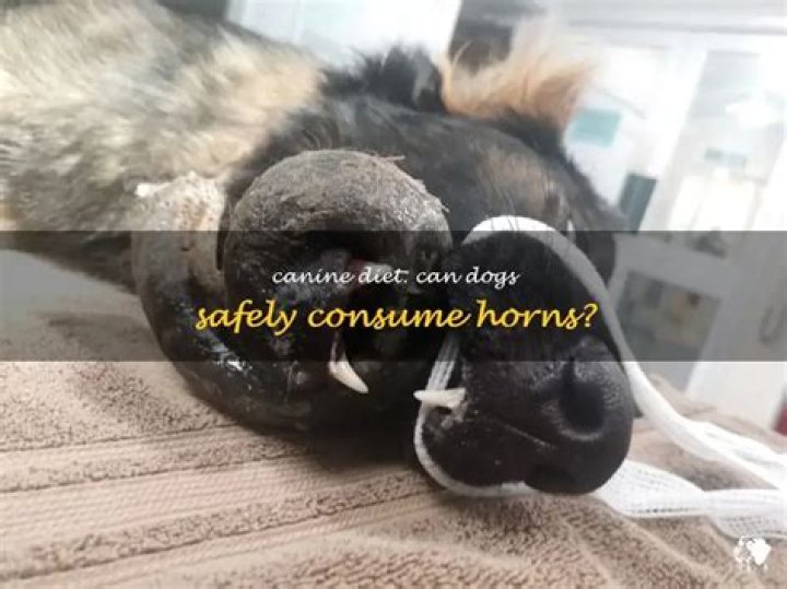 Can dogs eat horns?