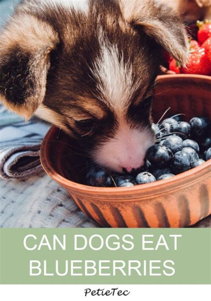Can dogs have cloud berries?