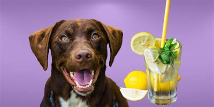 Can dogs have frozen lemonade?