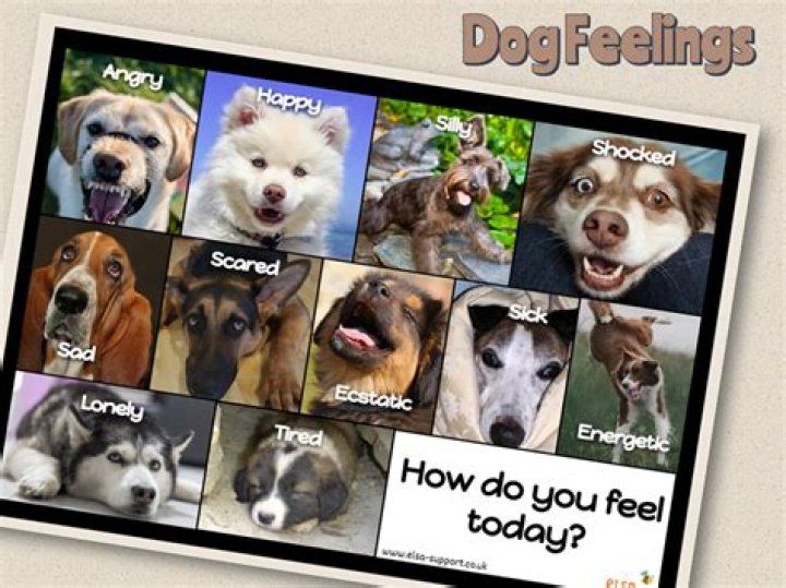 Can dogs sense if you are afraid?