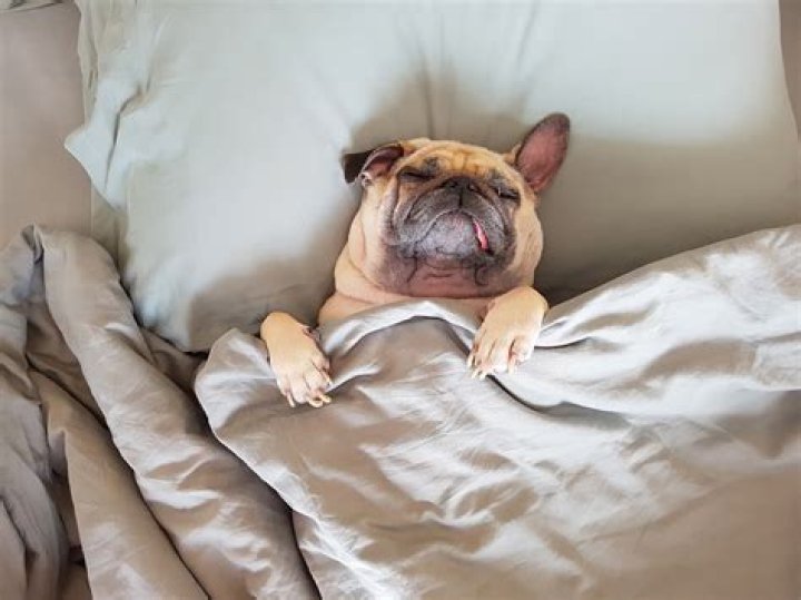 Can dogs sleep wet?