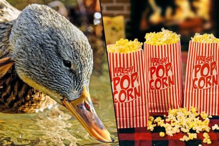 Can ducks eat popcorn?