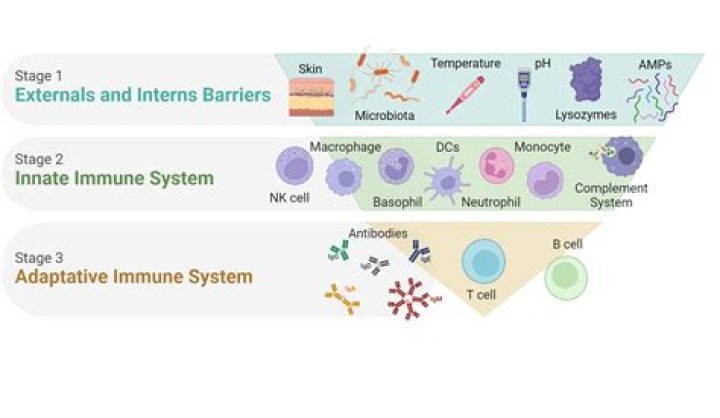 Can good sleep help increase our immune system during COVID-19 pandemic?
