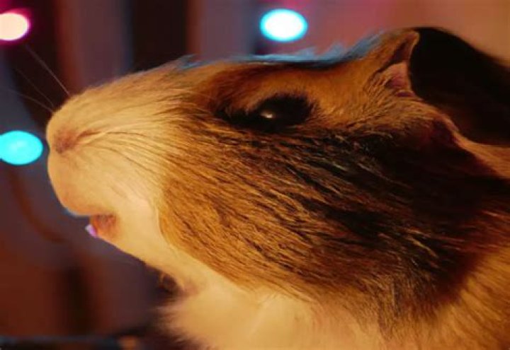 Can guinea pigs have LED lights?