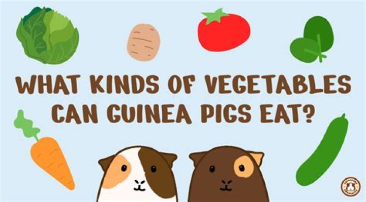 Can guinea pigs understand humans?