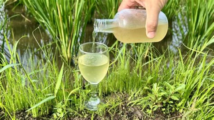 Can homemade rice wine make you drunk?