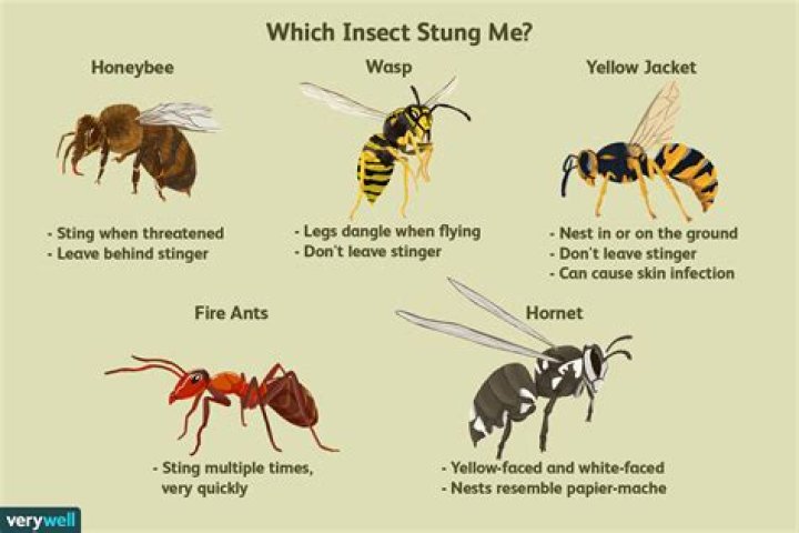 Can hornets sting more than once?