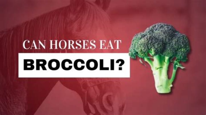 Can horses have broccoli?