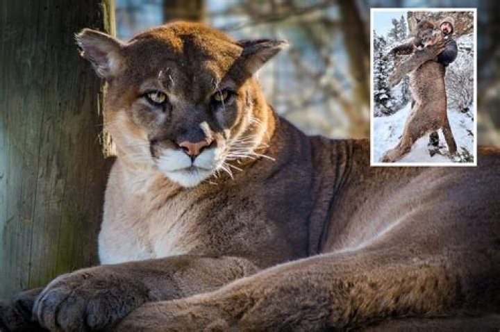 Can humans eat a mountain lion?