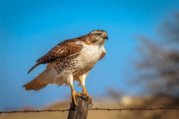 Can humans eat Hawks?