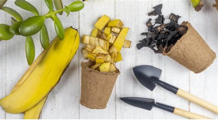 Can I boil banana peels for plants?