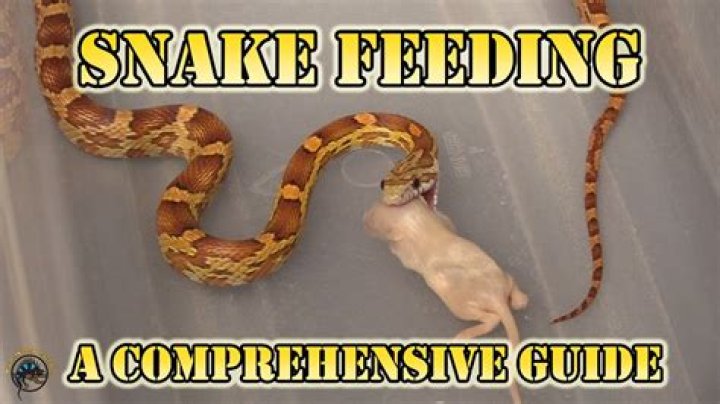 Can I feed my snake a dead mouse?