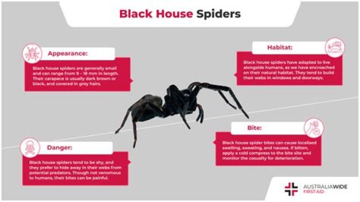 Can I fumigate my house for scabies?
