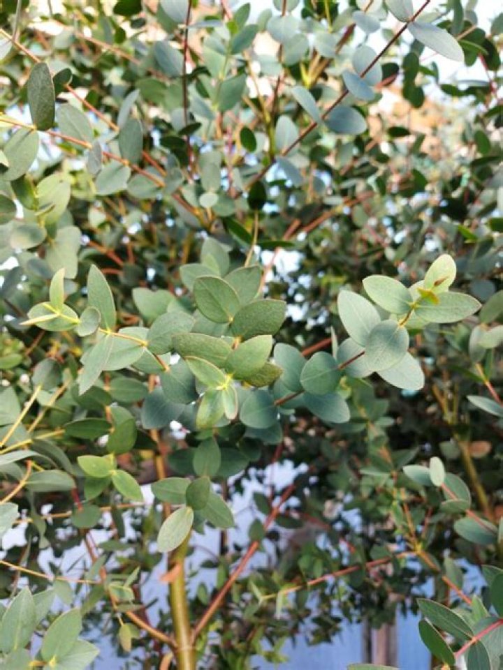 Can I grow eucalyptus?