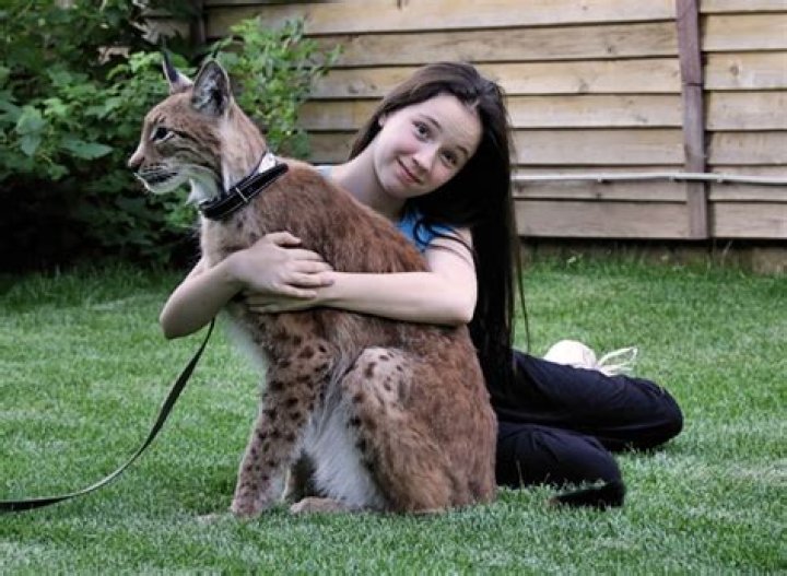 Can I have a pet lynx?