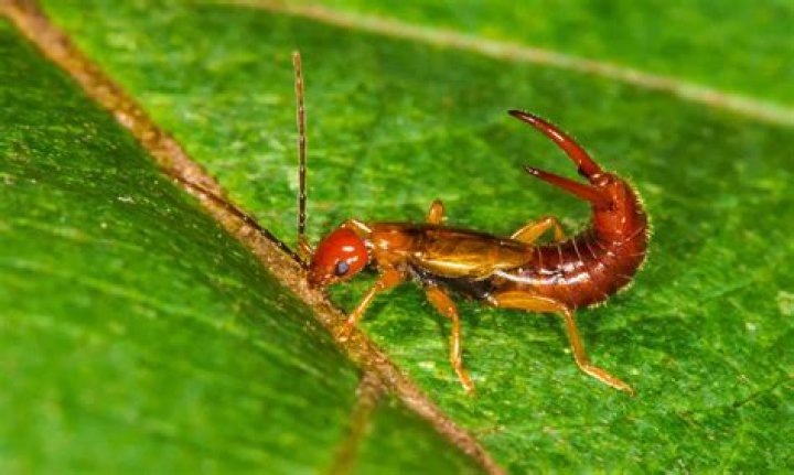 Can I marry an insect?
