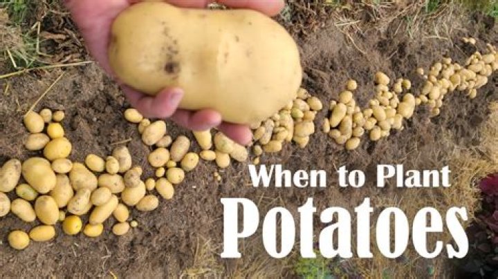 Can I plant potatoes in the same place two years in a row?