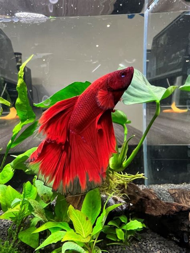 Can I put aloe vera in my betta fish tank?