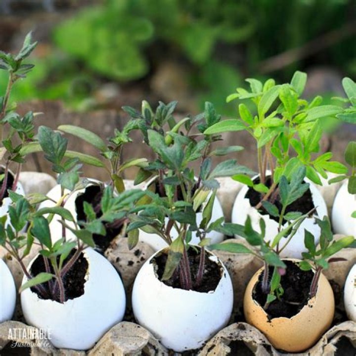 Can I put eggshells in my plants?
