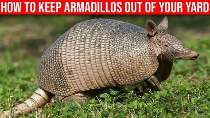 Can I shoot a armadillo?