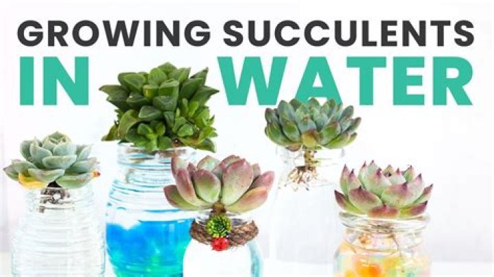 Can I spray my succulents with water?