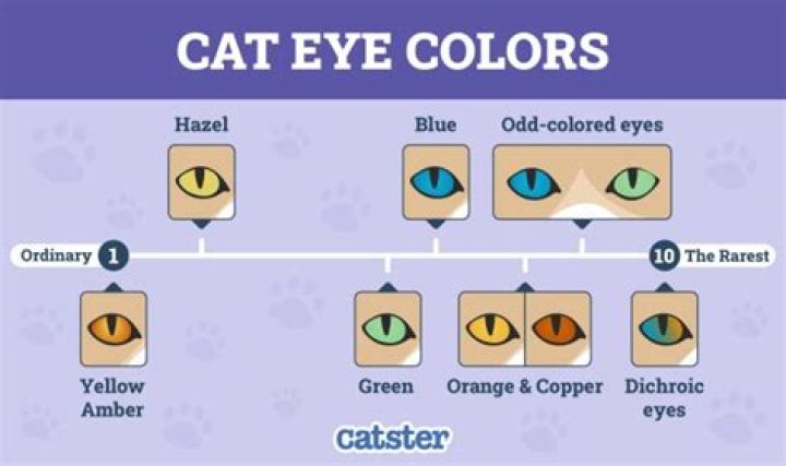 Can I wear cats eye as locket?