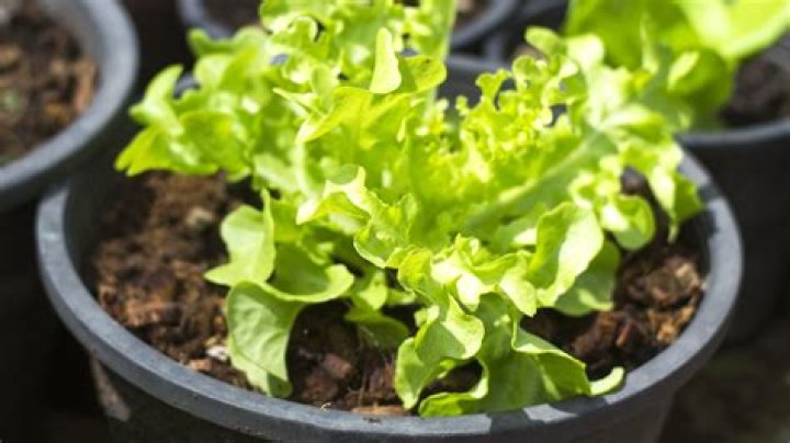 Can lettuce be canned?