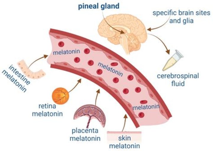 Can melatonin affect memory?