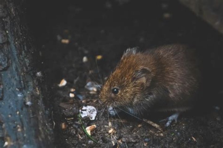 Can mice chew through concrete?