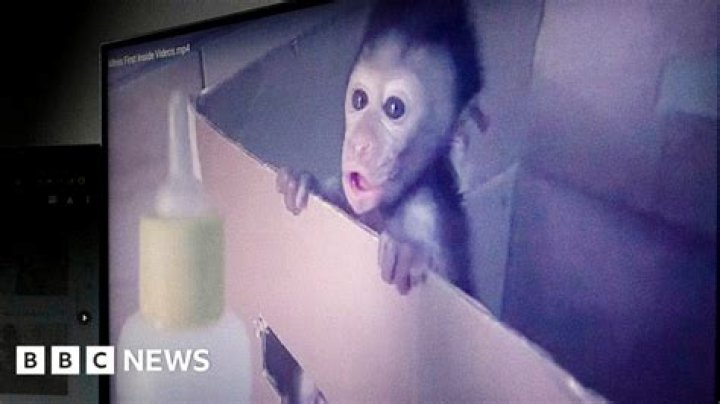 Can monkeys donate blood humans?