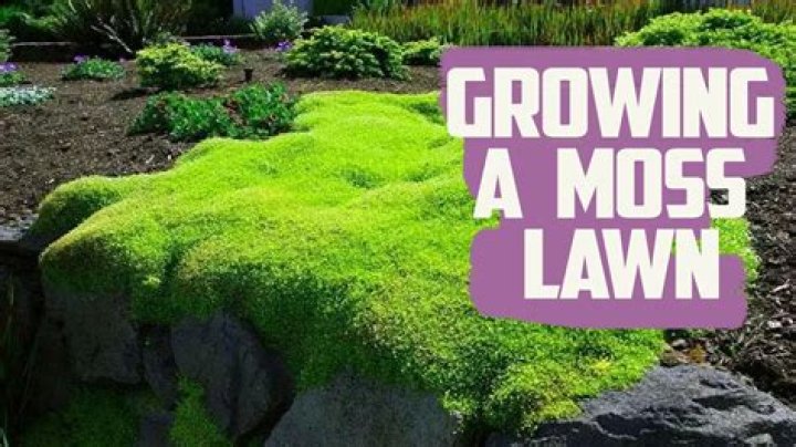Can moss be mowed?