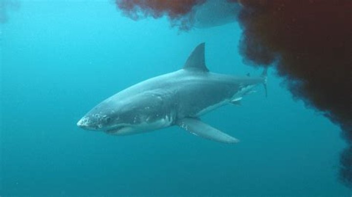 Can pee attract sharks?
