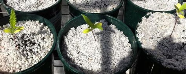 Can perlite damage plants?