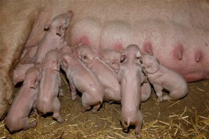 Can pig litters have multiple fathers?