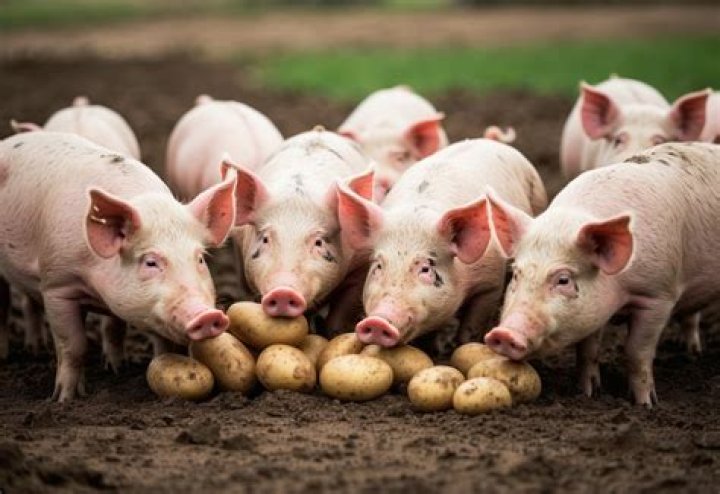 Can pigs eat raw potatoes?