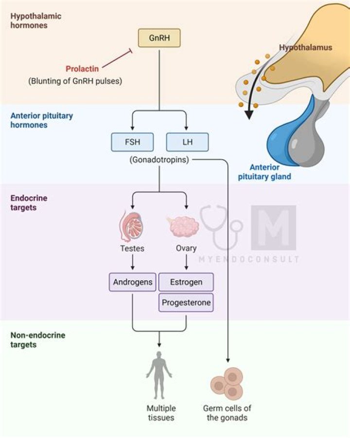 Can prolactinoma affect memory?