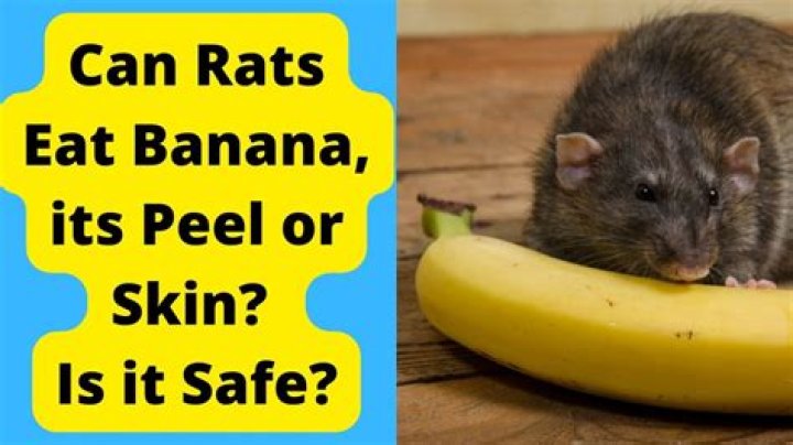 Can rats eat banana peel?