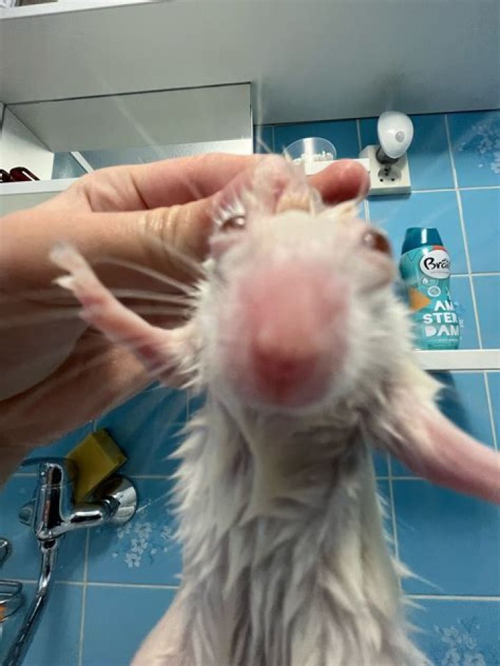 Can rats have a sand bath?