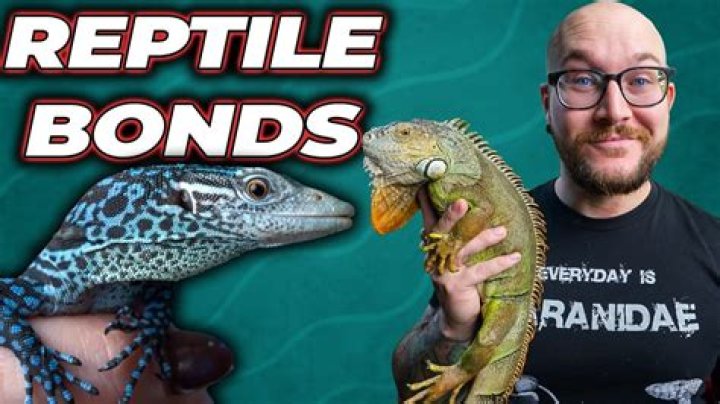 Can reptiles bond with humans?