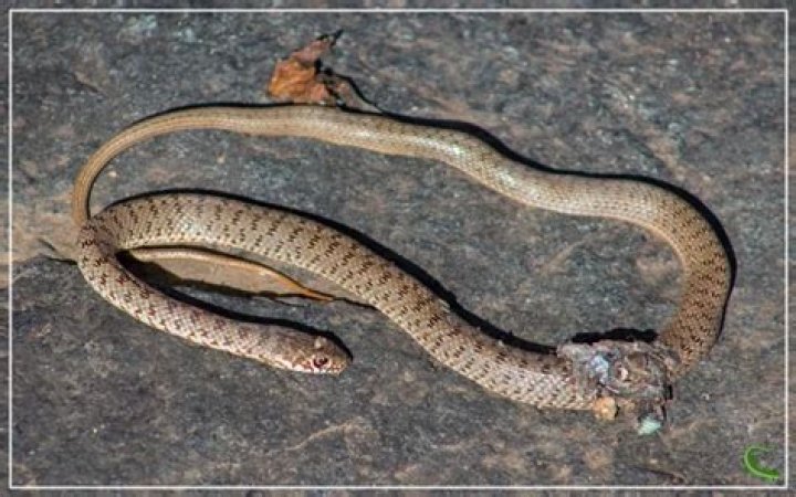 Can snakes regrow their bodies?