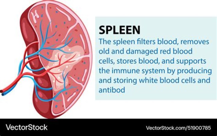 Can spleen heal itself?