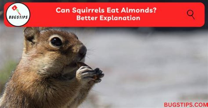 Can squirrels eat almonds in the shell?