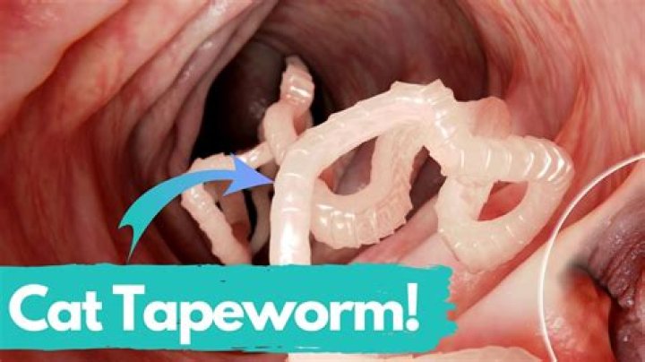 Can tapeworms be pulled out?