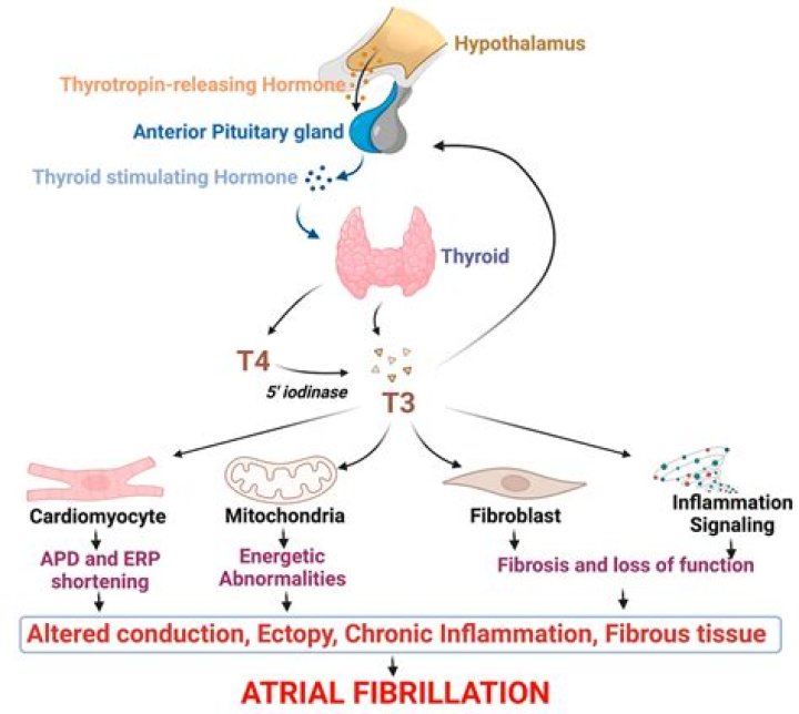 Can thyroid affect lungs?