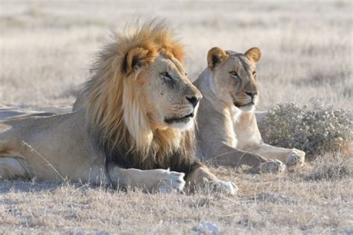 Can tigers survive Africa?