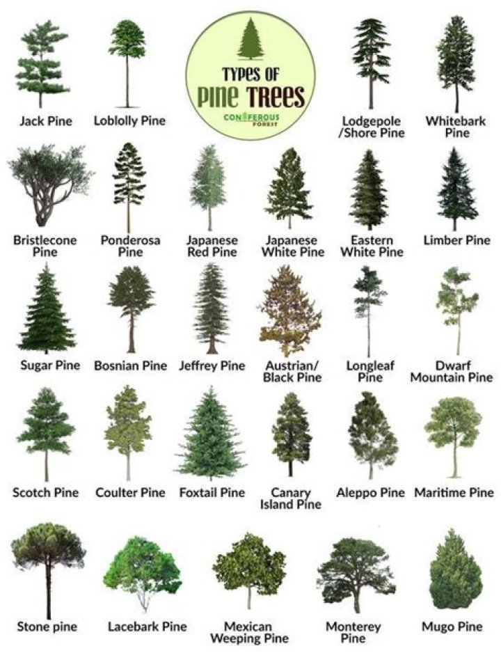 Can trees be twins?