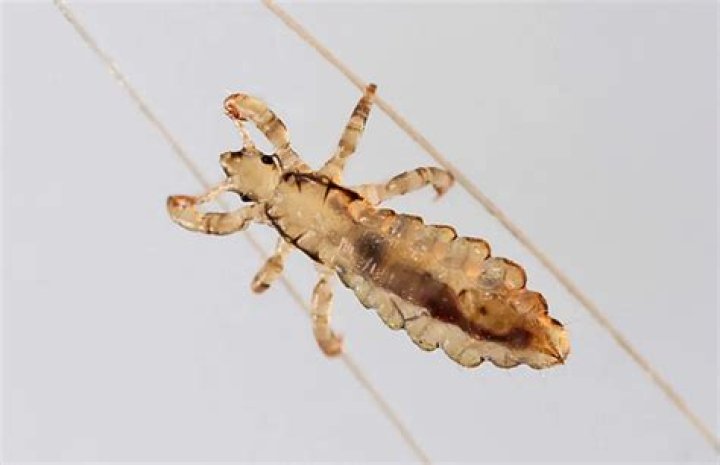 Can u get pubic lice from trying on clothes?