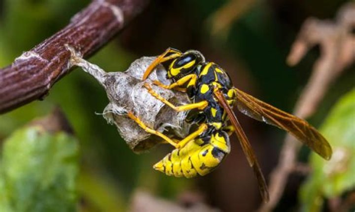Can wasps see in the dark?
