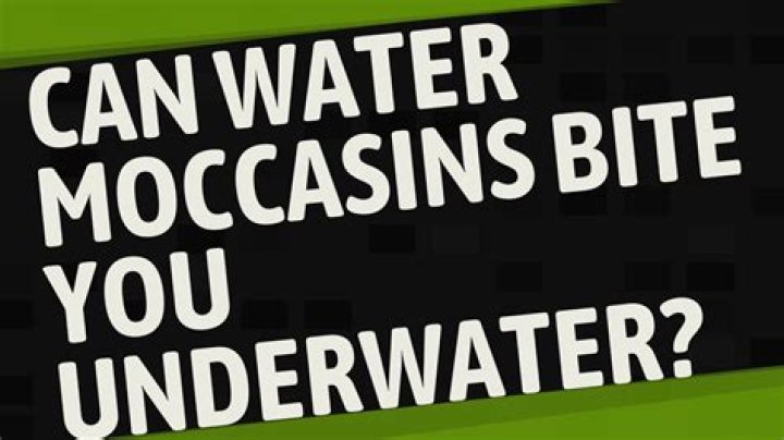 Can water moccasins bite you underwater?